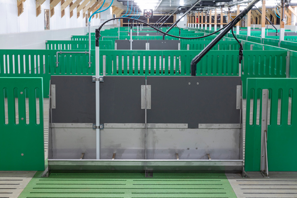 液體飼料養豬系統